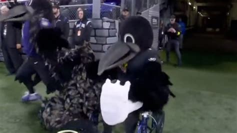 Ravens mascot getting hurt video